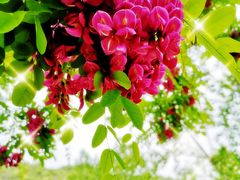 -永定河休闲森林公园