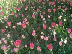 -松山湖梦幻百花洲