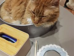 -MOCHA明星猫咖(田子坊店)