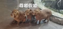 -Zoolung Zoolung动物主题公园(海信广场店)