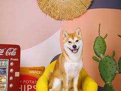 -超宠爱宠物摄影-Super pet