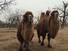 -西安秦岭野生动物园