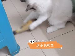 -lincat·猫舍(广州店)