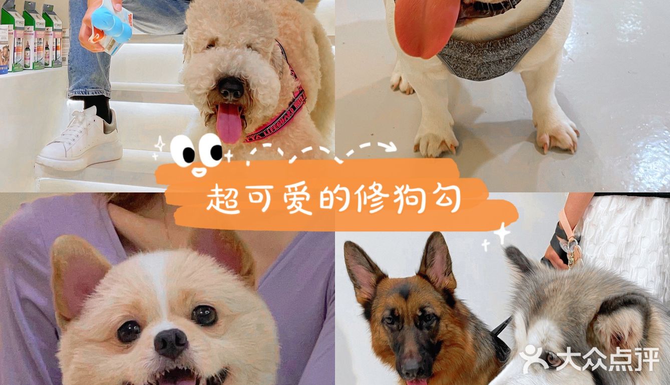 重庆探店丨重庆宠物店天花板罐头还五折❗🐶