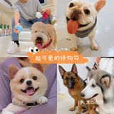 重庆探店丨重庆宠物店天花板罐头还五折❗🐶