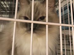 -Cappucimeow猫咪咖啡馆(韦伯时代店)