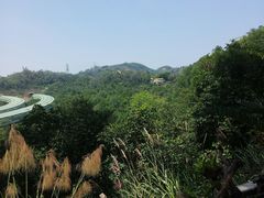 -深圳仙湖植物园