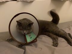 -创凡宠物医院·骨专科  猫科中心(西乡分院)