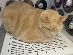 -FAELING PETS美天灵宠物(富力广场店)