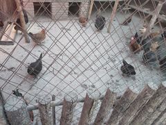 -鱼窝棚柴火铁锅炖(富山屯店)