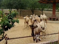 -石家庄市动物园