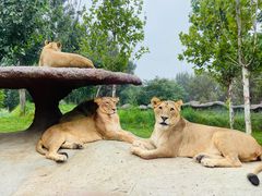 -北京野生动物园