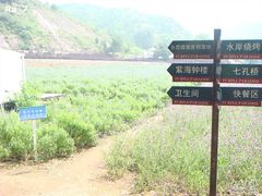 -紫海香堤香草艺术庄园