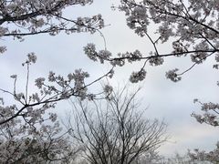 -顾村公园
