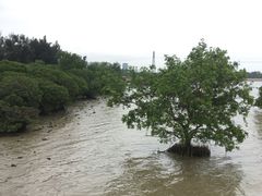 -宝安西湾红树林湿地公园