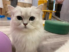 -BABIT巴比特宠物(MOMOPARK店)