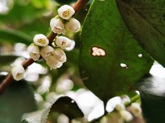 -双季花艺园艺市场(浦东店)