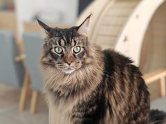 -鼓捣猫呢主题猫咖店