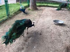 -西双版纳融创皇冠假日度假酒店