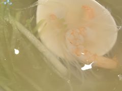-老昌春饼(欧亚三环购物中心店)