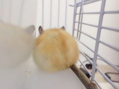 -钓仓鼠(洋桥北里小区店)