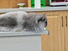 -佑安动物医院·全科·内窥镜中心(幸福巷店)