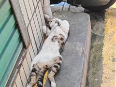 -黄记潮汕甜汤(贝底田坊店)