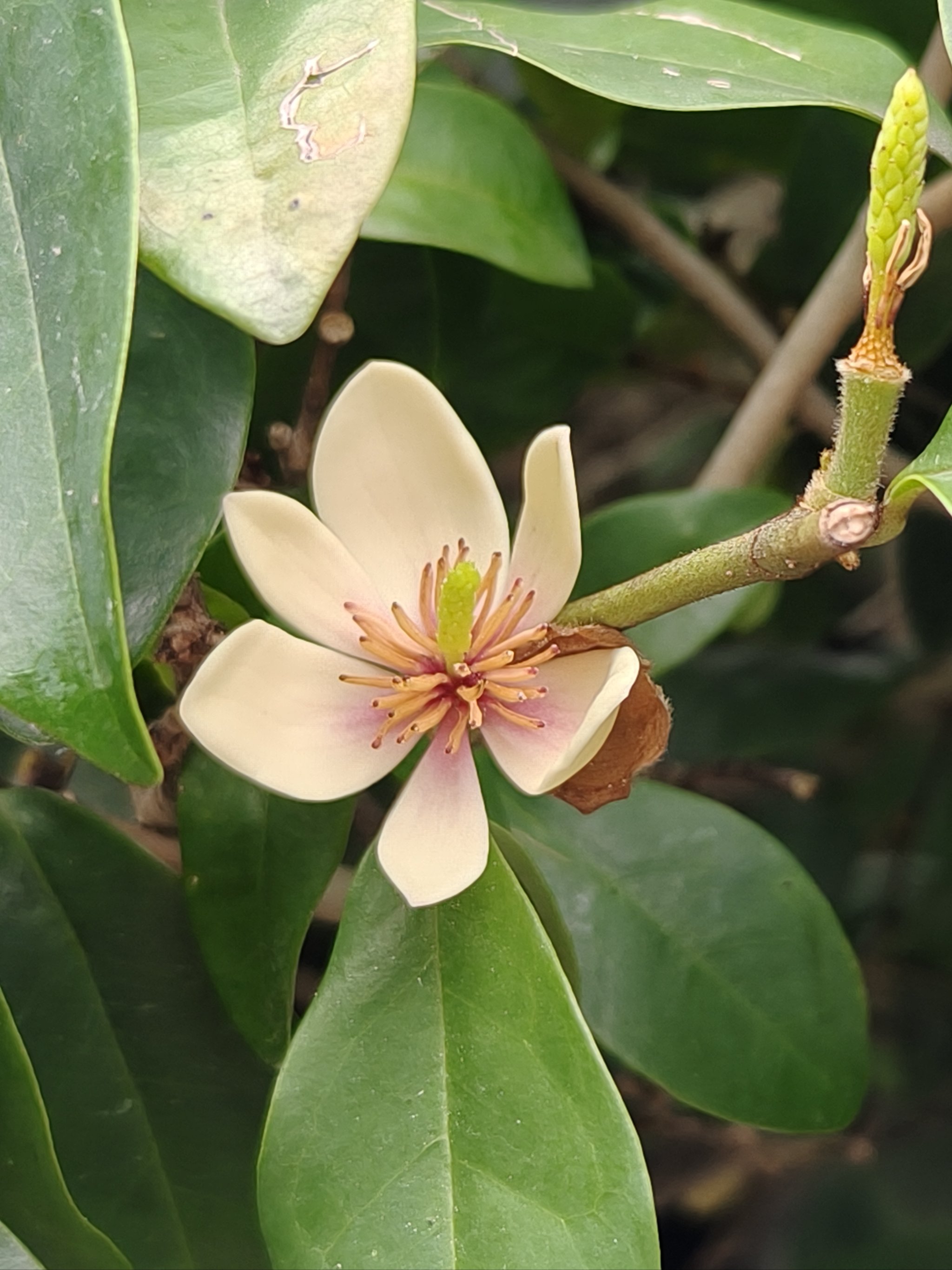 含笑花的纵剖图图片