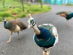 -云南野生动物园