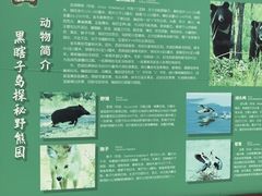 -黑瞎子岛探秘野熊园