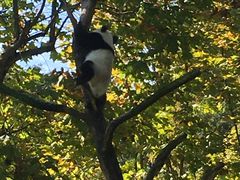 -都江堰中华大熊猫苑