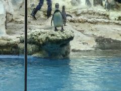 -帝企鹅自助餐厅•儿童岛•真企鹅(长隆企鹅酒店)