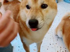 -喜柴咖啡·柴犬狗咖