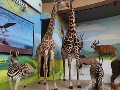 -陕西自然博物馆