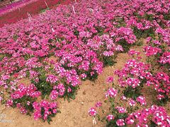 -松山湖梦幻百花洲