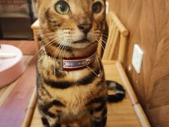 -MOCHA明星猫咖(田子坊店)