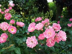 -鹅湖玫瑰文化园