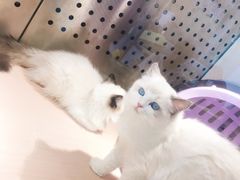 -瞄一喵猫咖(格力海岸店)