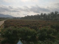 -亚龙湾国际玫瑰谷