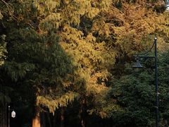 -杭州植物园