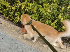 -瑞鹏宠物医院·骨科·猫科·内科(第一中心)