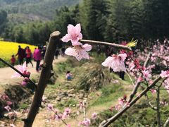 -新建村梅花