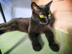 -喵屿·大理花园猫咖