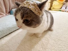 -翊宠yipet猫狗购宠庄园犬舍•猫舍