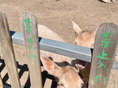 -北京麋鹿生态实验中心
