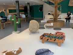 大堂-飞行喵MR PILOT|猫舍·猫咖(静安大融城店)