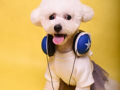 -读宠于你·约克夏比熊·睫角守宫·爬宠售卖(高新店)