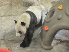 -海南热带野生动植物园