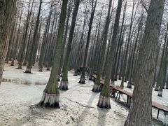 -渌洋湖湿地公园
