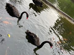 -海南热带野生动植物园